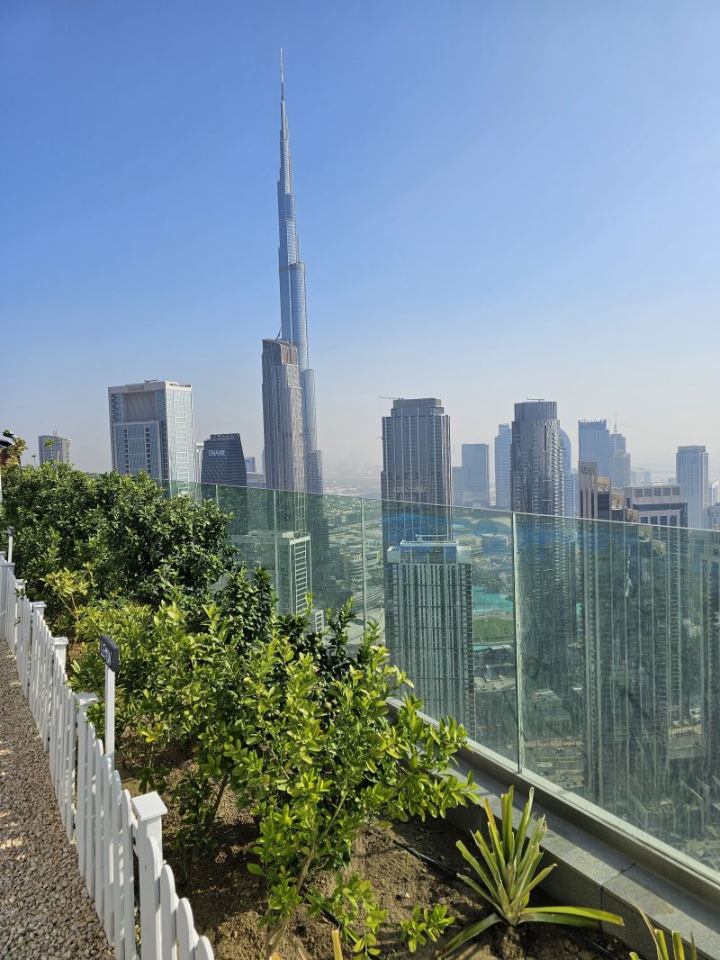 Urban rooftop garden with Dubai cityscape in the background